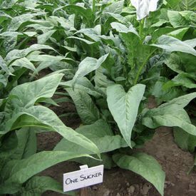 One Sucker, Tobacco Seed